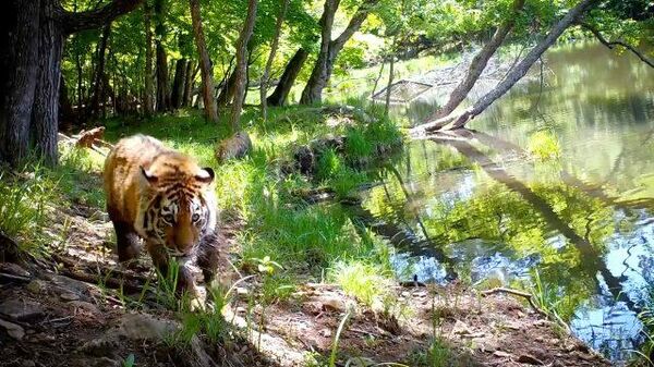 Семейство амурских тигров попало в фотоловушку на Дальнем Востоке