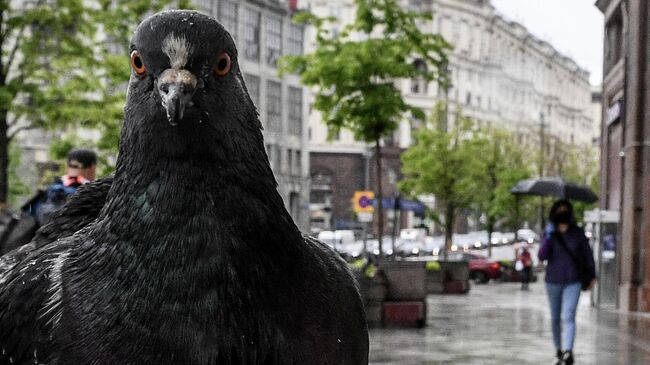 Голубь на Тверской улице в Москве. 