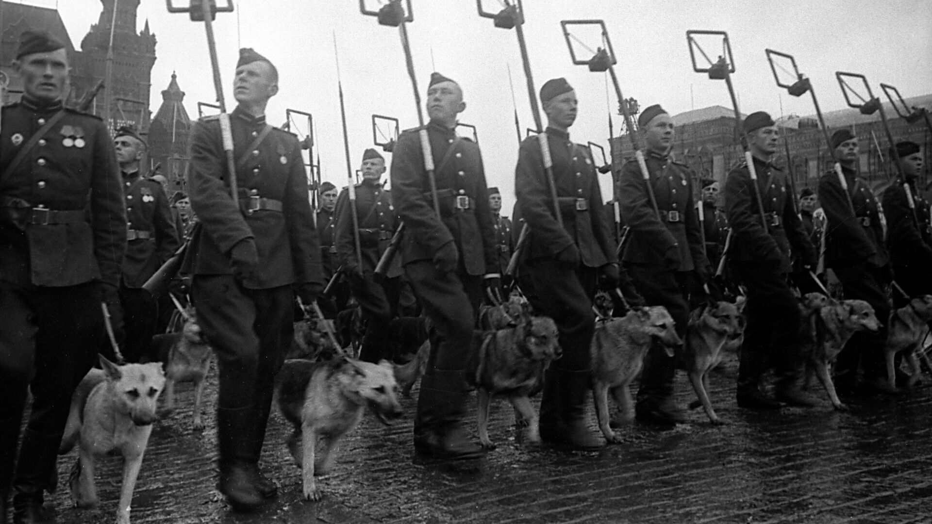 Минеры с собаками минно-разыскной службы на Параде Победы на Красной площади 24 июня 1945 года - РИА Новости, 1920, 24.06.2020