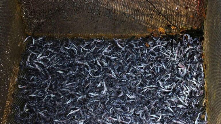 Выпуск молоди белуги в реку Дон впервые за 12 лет