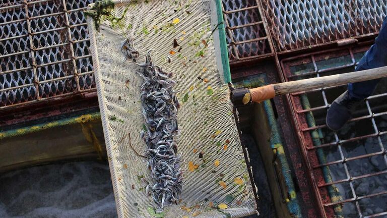 Выпуск молоди белуги в реку Дон впервые за 12 лет