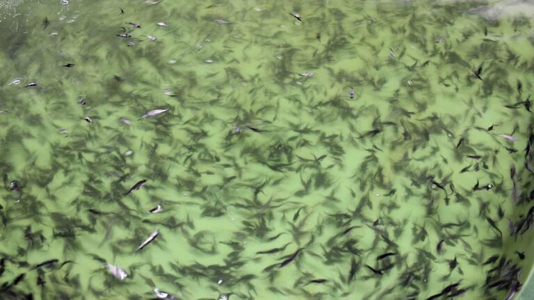 Выпуск молоди белуги в реку Дон впервые за 12 лет