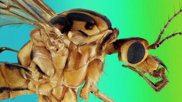 Экстремально резкий и детальный портрет комара-долгоножки, автор: Retro Lenses
