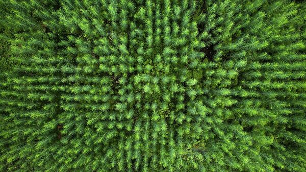 Будущий лес, автор Mikhail Kapychka