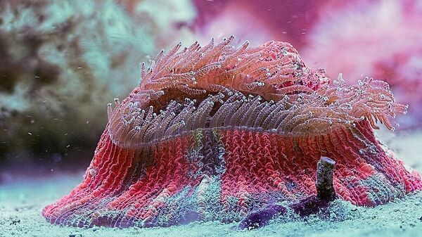 Коралл в ультрафиолете, автор Gribkov