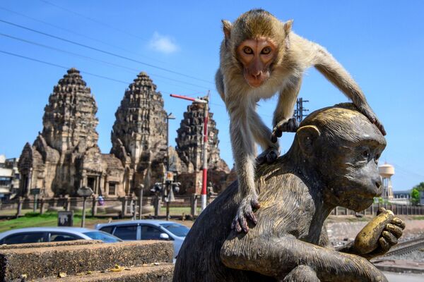 Макака сидит на статуи обезьяны перед буддийским храмом Пранг Сам Йод в Лопбури, Таиланд