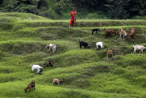 Женщина пасет своих коз на полях в Бхактапуре, Непал