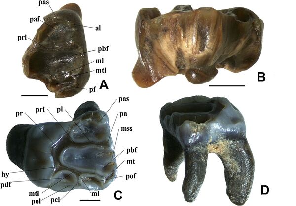 Зубы гигантской белки-летяги,  обнаруженной учеными УрФУ