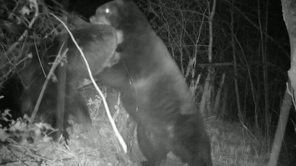 Фотоловушка зафиксировала драку двух медведей