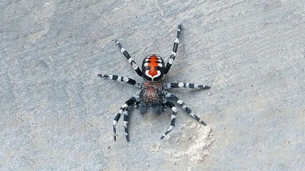 Недавно найденный вид паука  Loureedia phoenixi