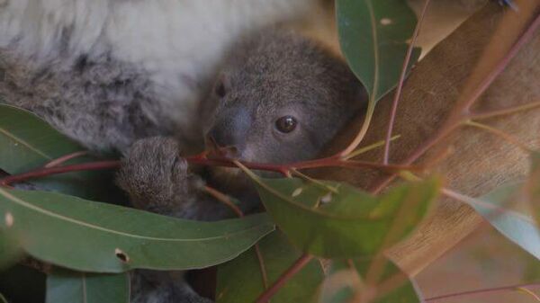 Покорительница сердец: коалу Мэдди впервые показали публике