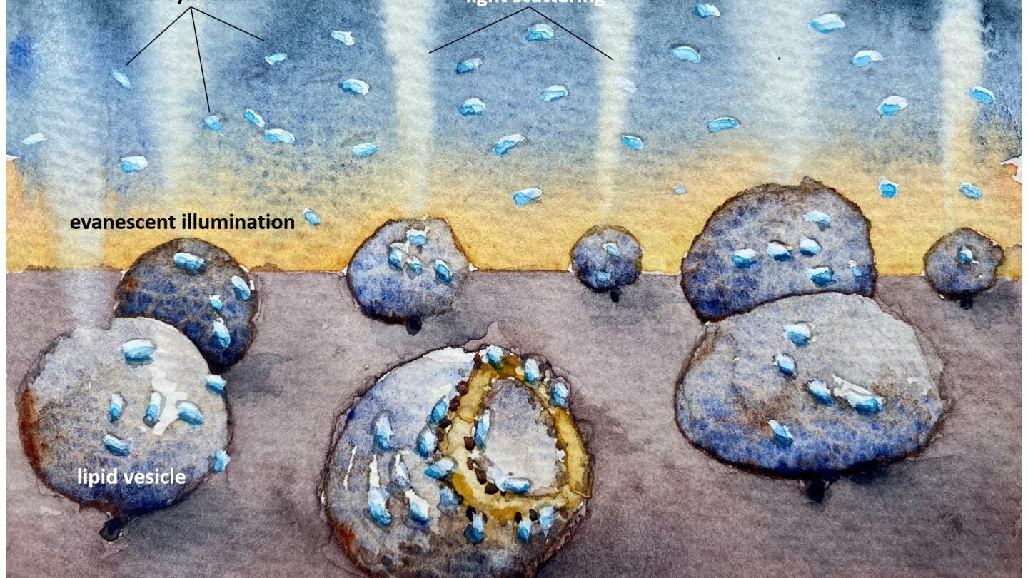 Иллюстрация, показывающая, как липидные пузырьки повреждаются альфа-синуклеином белка Паркинсона - РИА Новости, 1920, 06.10.2020