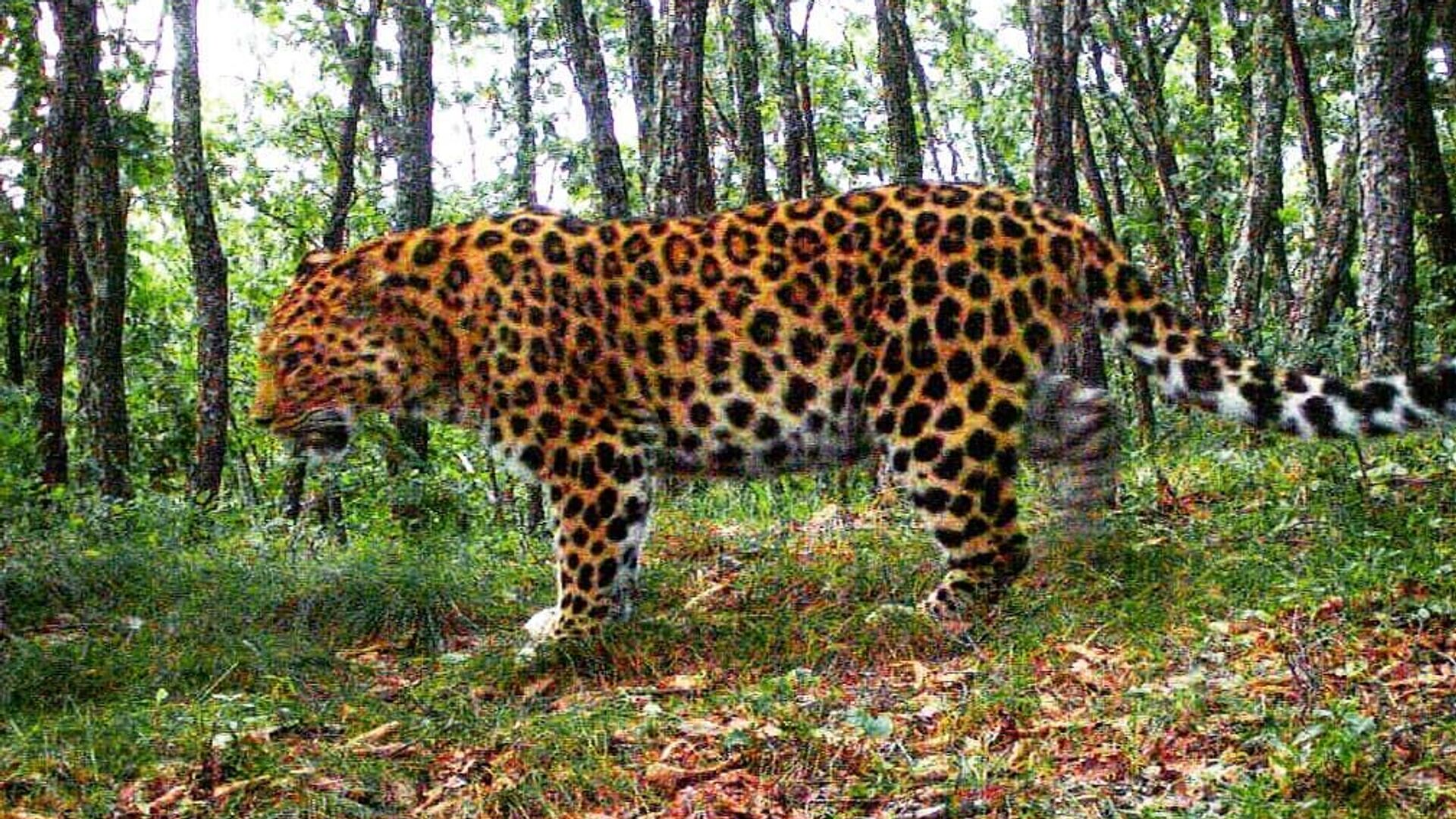 Дальневосточный леопард Leo 118M в Нацпарке Земля леопарда - РИА Новости, 1920, 22.09.2020