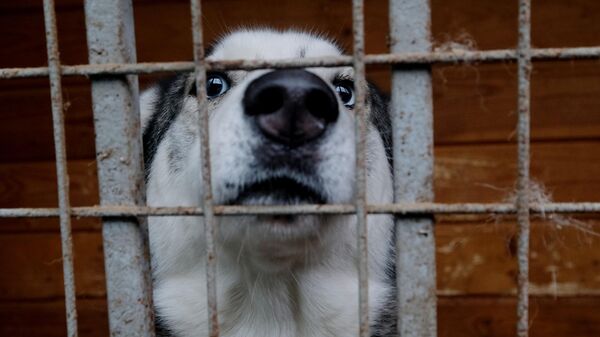 Собака в вольере на территории приюта для бездомных животных Зоорассвет в Кусково