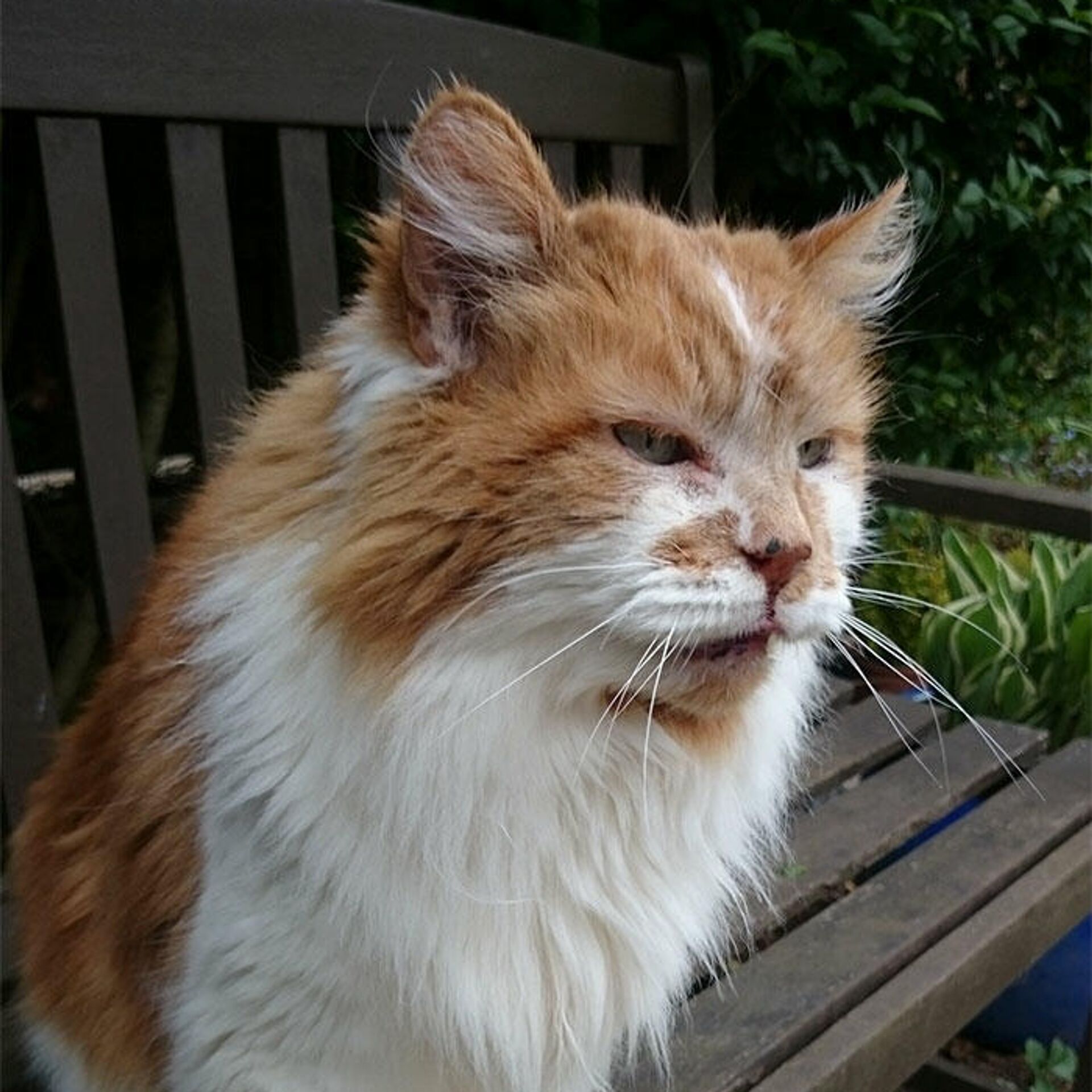 В Великобритании умер самый старый в мире кот - РИА Новости, 04.07.2020