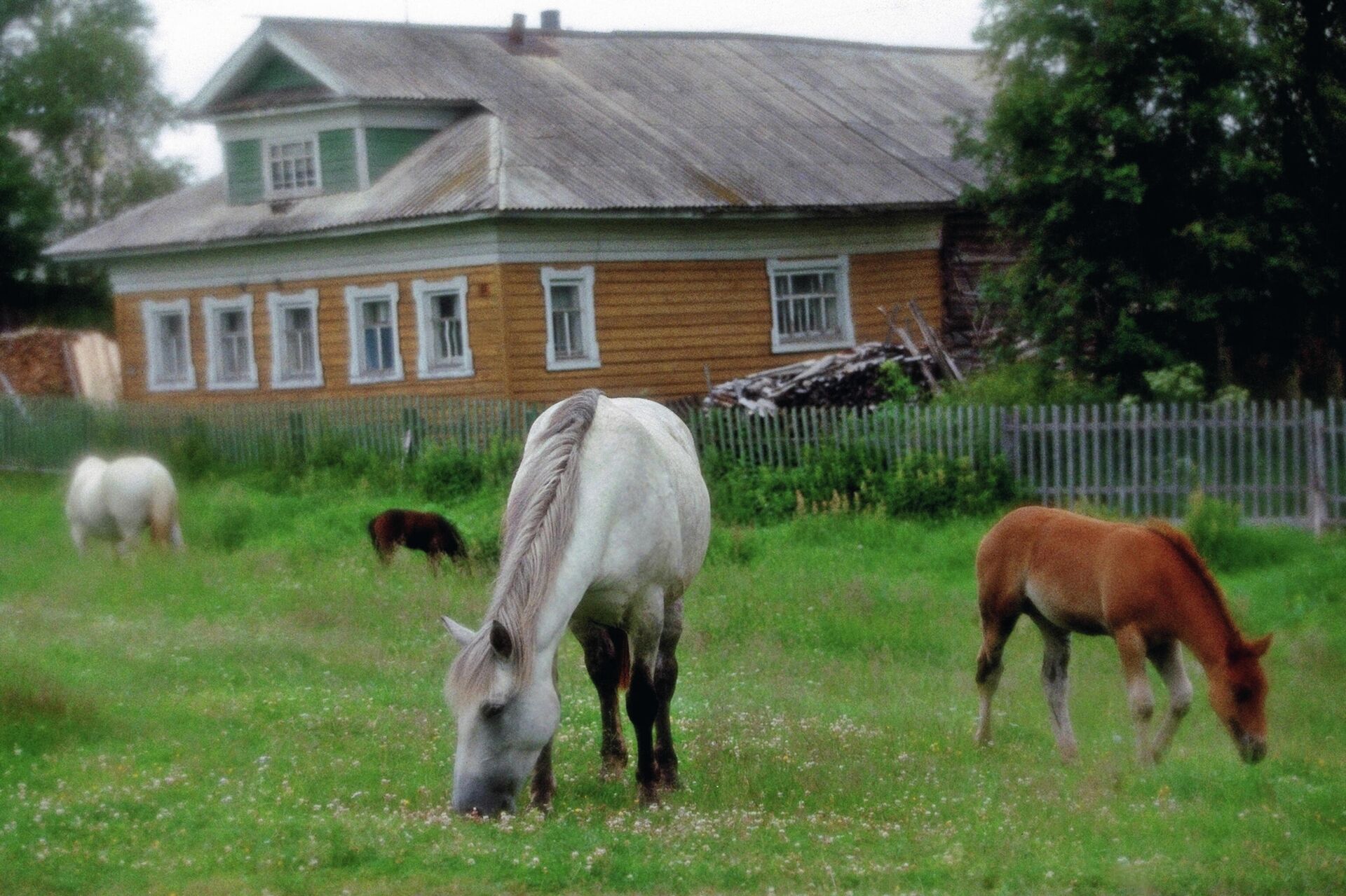 Выпас лошадей ранним утром в поморской деревне Нёнокса - РИА Новости, 1920, 15.12.2021