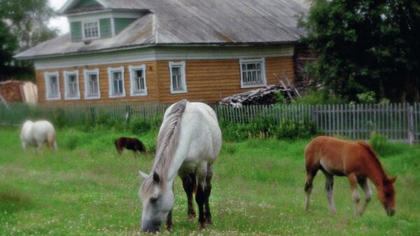 Выпас лошадей ранним утром в поморской деревне Нёнокса