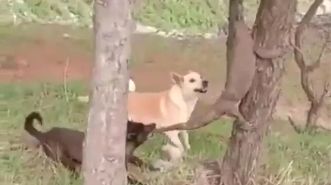 Собаки напали на варана