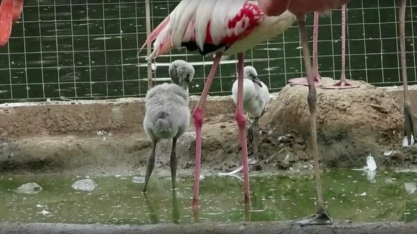 Сторп-кадр видео с птенцами фламинго, вылупившимися в Московском зоопарке