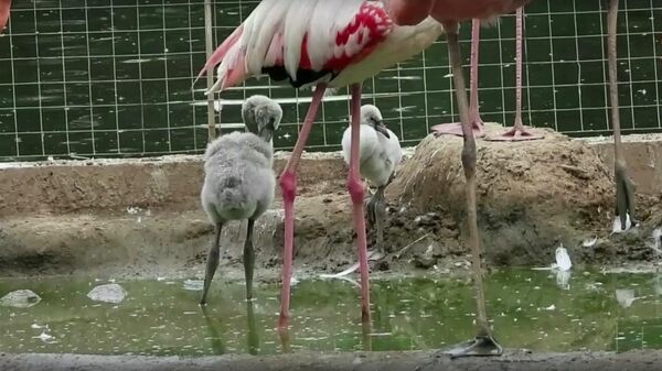 Сторп-кадр видео с птенцами фламинго, вылупившимися в Московском зоопарке