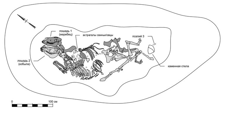 Чертеж погребения лошадей из кургана 5, могильника Новоильновский 2 Чертеж погребения лошадей из кургана 5, могильника Новоильновский 2