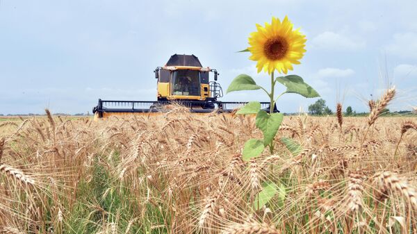 Комбайн собирает зерно с поля в селе Малая Дивица, Украина