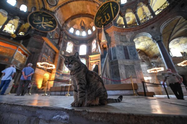 Кошка в соборе Святой Софии в Стамбуле