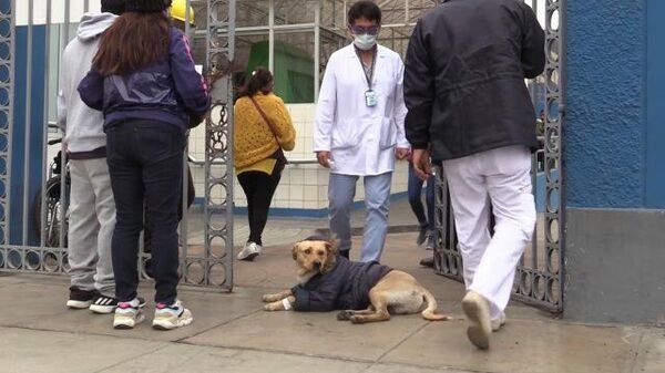 Как Хатико: верный пес ждет заболевшего коронавирусом хозяина у больницы