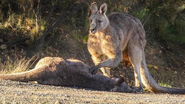 Самец кенгуру у тела погибшей самки в заповеднике Yarra Glen в Австралии