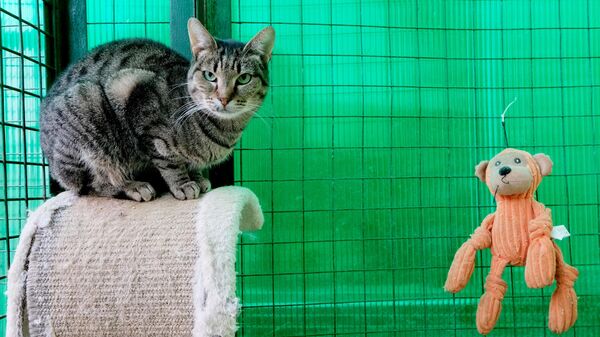 Кошка в вольере на территории приюта для бездомных животных Зоорассвет в Кусково