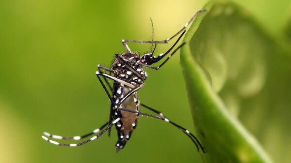 Комар желтолихорадочный Aedes aegypti