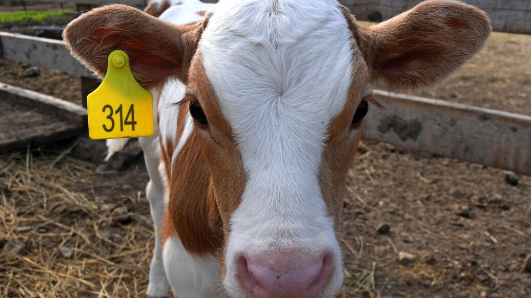 Житель Магнитогорска нашел в говядине микрочип