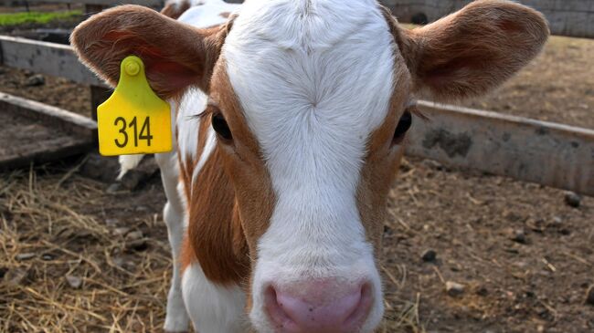 Теленок на ферме