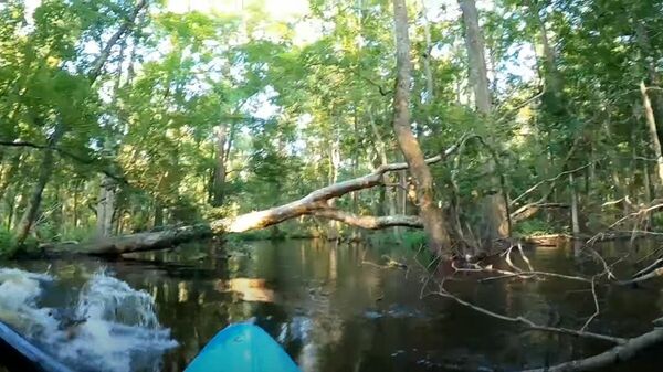 Стоп-кадр видео нападения аллигатора на каяк Пита Джойса на реке Ваккамо в штате Северная Каролина