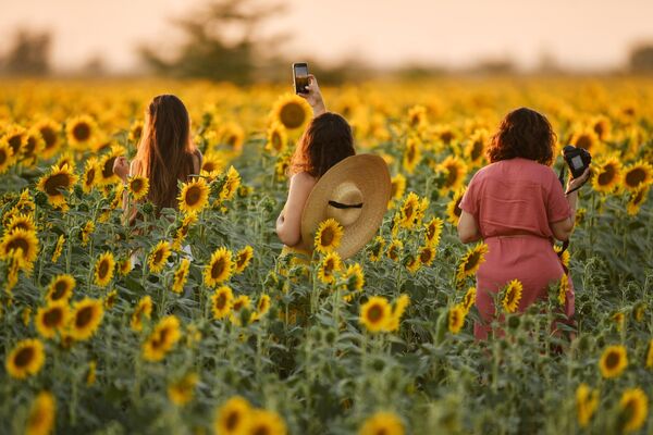 Девушки во время цветения подсолнечника на поле в Симферопольском районе