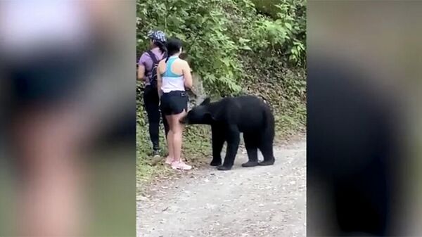 Кадр видео встречи группы туристов с медведем в Мексике