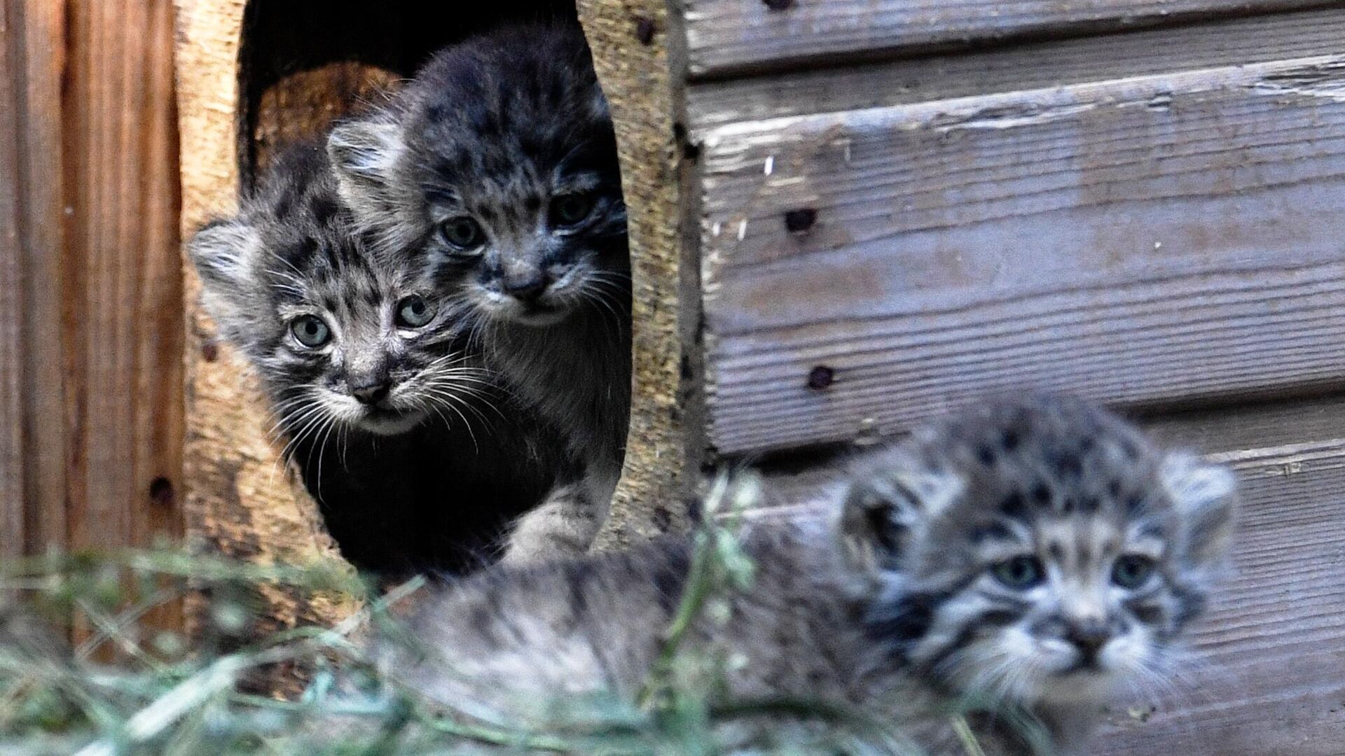 Детеныши краснокнижного манула в Новосибирском зоопарке Детеныши краснокнижного манула в Новосибирском зоопарке - РИА Новости, 1920, 27.07.2022