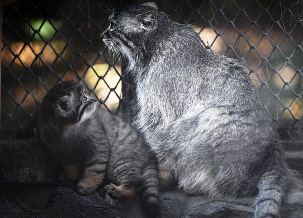 Самка манула с детенышем в Новосибирском зоопарке