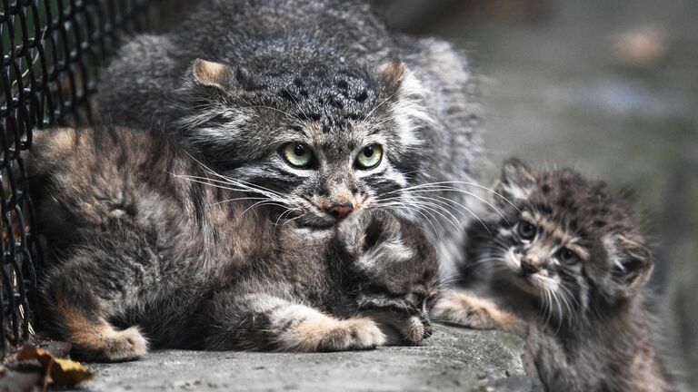 Самка манула с детенышами в Новосибирском зоопарке