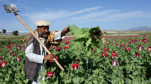 Афганский фермер работает на маковом поле на окраине Джелалабада