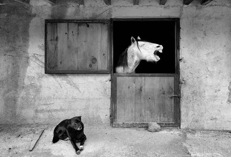 Mehmet Aslan. Работа участника конкурса Comedy Pet Photo Awards 2020