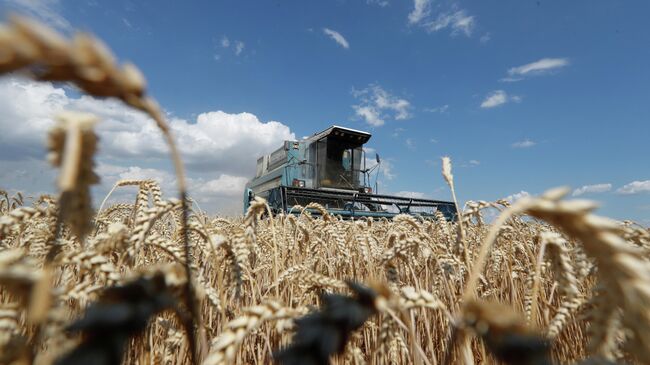 Уборка пшеницы на поле в Киевской области