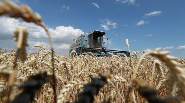Уборка пшеницы на поле в Киевской области