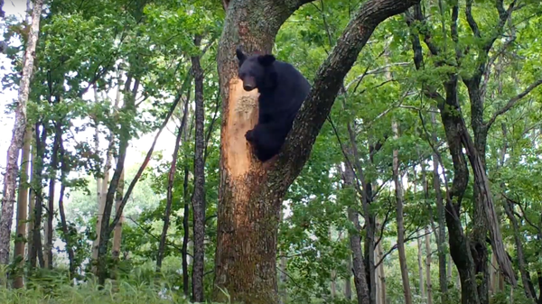 В Приморье гималайский медведь, крадущий мед из улья, попал на видео