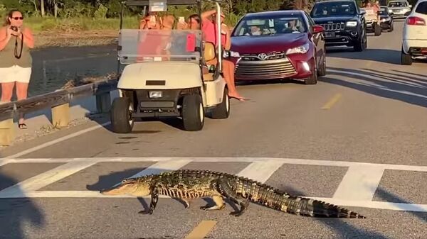 Аллигатор переходит дорогу в государственном парке Хантингтон-Бич