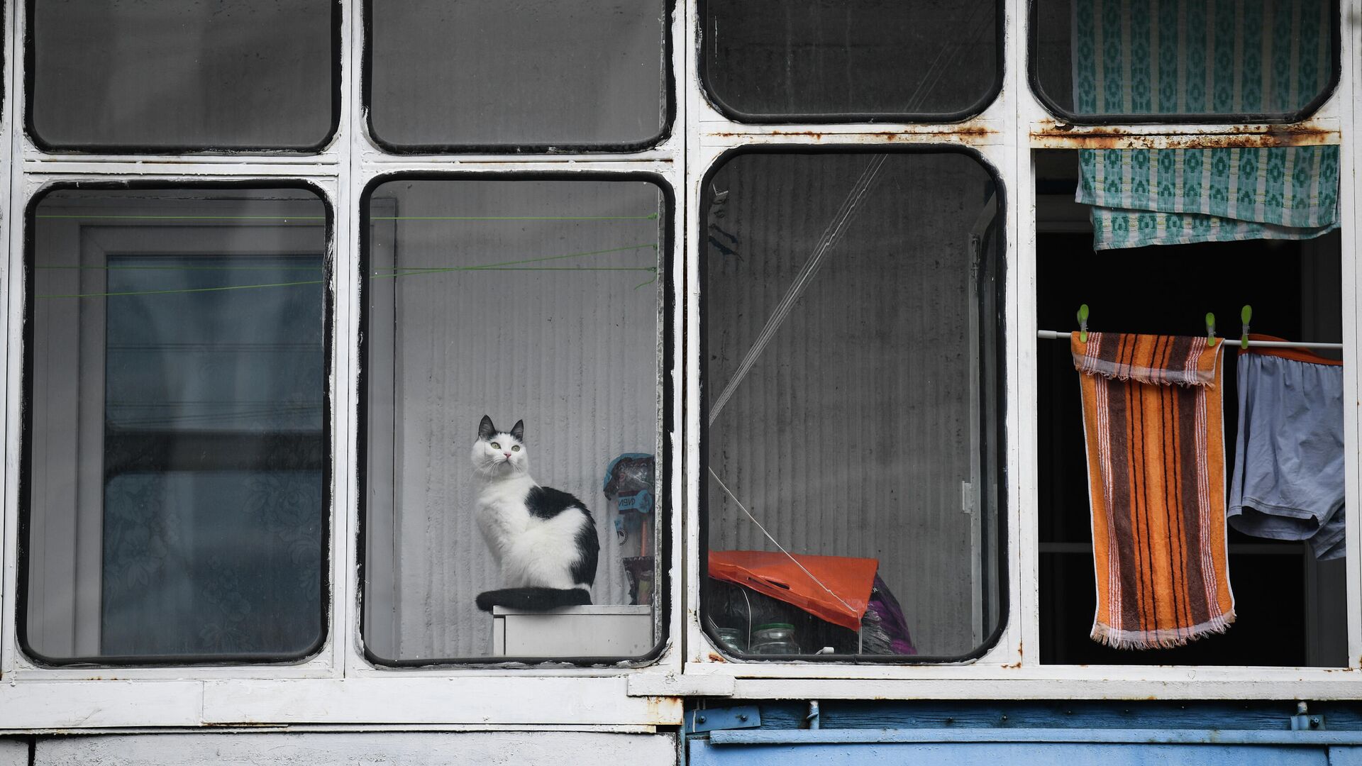 Кошка на балконе жилого дома - РИА Новости, 1920, 26.05.2022