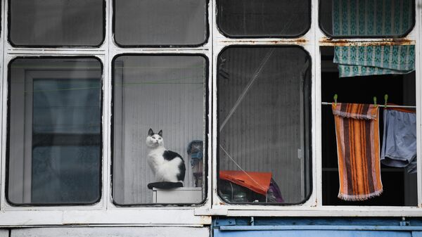 Кошка на балконе жилого дома