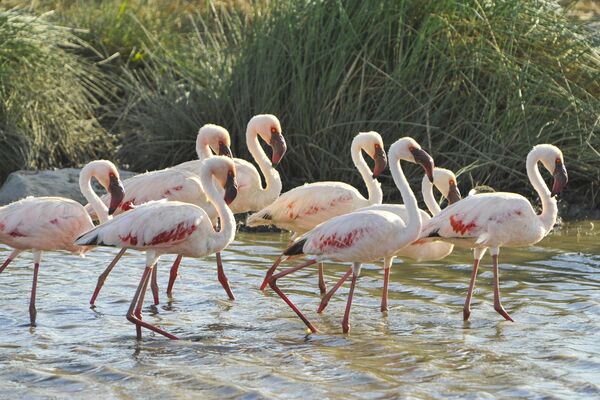 Фламинго в национальном парке Серенгети в Танзании