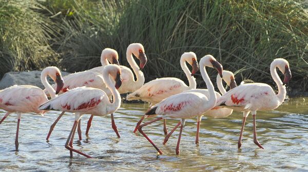 Фламинго в национальном парке Серенгети в Танзании
