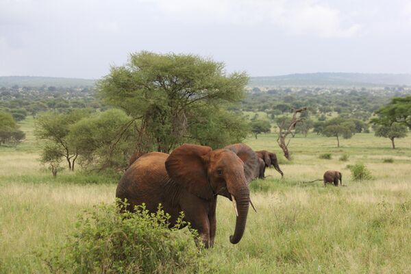 Слоны в национальном парке Тарангире в Танзании